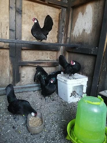 продаю кобылу: Продаю | Куры, Петух — 1