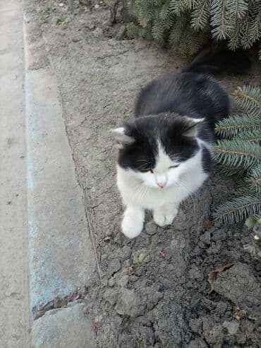 француский бульдог: Беспородная, 6 месяцев, Девочка, Биколор, Приучена к лотку — 7