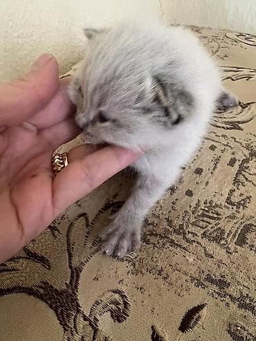 даром котята: Котята, домашние, пушистые малыши. Описание: - Возраст: 1 месяцев - — 2