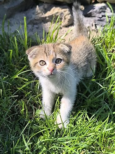 вислоухие кошки бишкек: Скотиш Фолд (Шотландская вислоухая), 2 месяца, Девочка, Приучена к лотку — 5