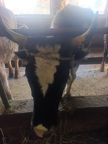 корова стельные: Продаю | Корова (самка) | Для разведения | Привязанные — 3