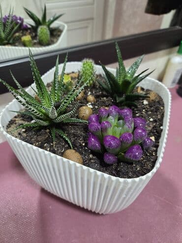 где можно купить корень имбиря: Бегония декоративно-лиственная (рекс/гибриды) в горшках. - Растение с — 7