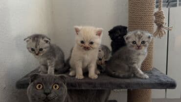 дом кошек: Скотиш Фолд (Шотландиялык шалпаң кулак), 1 айлык, Ургаачы — 4