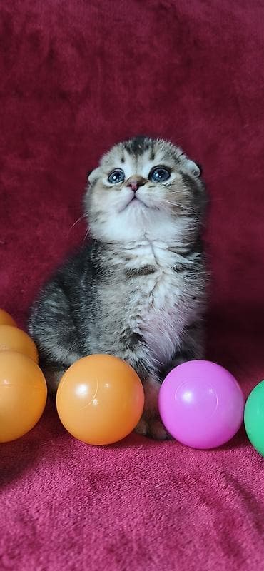 вислоухая кошка: Скотиш Фолд (Шотландская вислоухая), 2 месяца, Мальчик — 9
