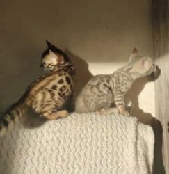 экзотическая короткошёрстная кошка: Бенгальская, 2 месяца, Мальчик, Голубой, Приучена к лотку — 4