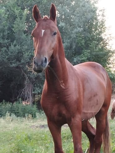 кошка домик: Продаю | Кобыла (самка), Жеребец | Рабочий — 6