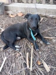 щенки ризеншнауцера в дар: Отдам даром,собаку такса с дворнягой в хорошие, добрые, руки .Дом — 4