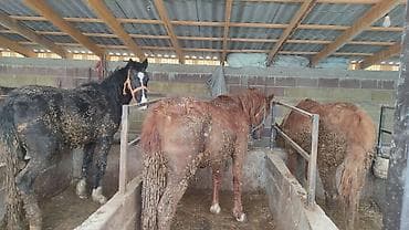 Продаю | Кобыла (самка) | Для разведения