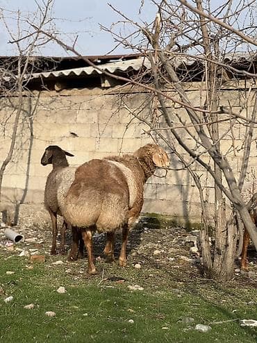 необычные животные: Продаю | Баран (самец) | Для разведения | Племенные — 3