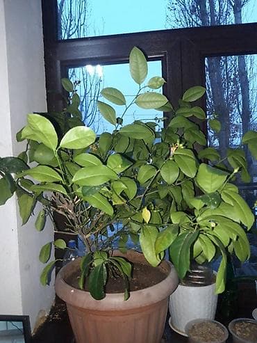 Лимон растение, отцвела, имеется более 30 плодов