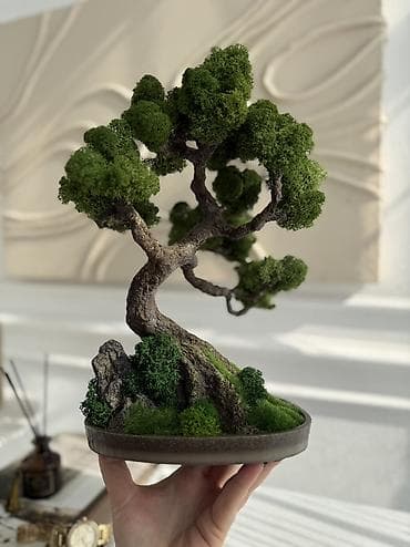 Миниатюрные ДЕРЕВЬЯ Бонсай из стабилизированного мха — это стильная at lalafo.kg Миниатюрные ДЕРЕВЬЯ Бонсай из стабилизированного мха — это стильная