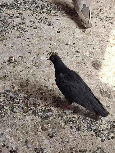 брама изабель: Голуби домашние, декоративно-летные породы, разного окраса. Описание — 8