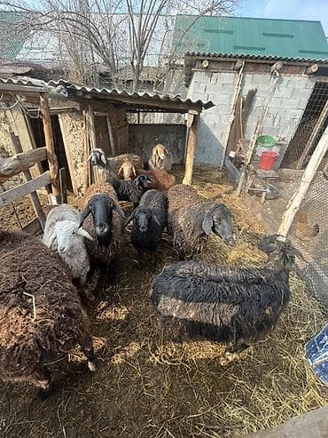 шпиц собака цена бишкек: Продаю | Овца (самка) | Для разведения | Племенные — 2