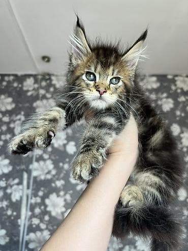 Эксклюзивные мощные котята Мейн куны с полным пакетом Документов