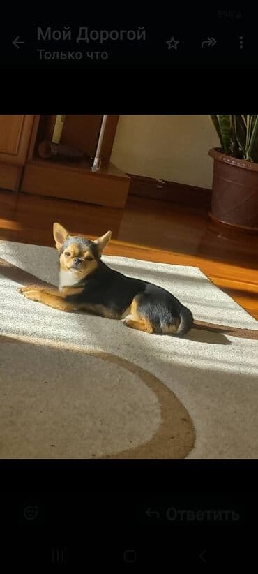 купить щенка ротвейлера в бишкеке: Вязка: Чихуахуа, Самец, 3 года, С прививкой, С родословной — 4