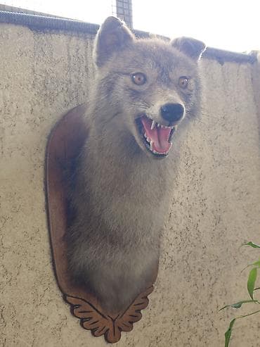 стришка овец: Таксидермическое настенное панно Шакал. Чучело — 1