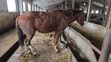 лабрадор цена: Продаю | Жеребец | На забой, Для разведения, Рабочий | Осеменитель — 4