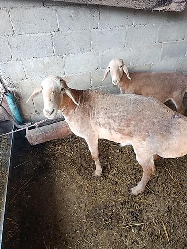 Продаю | Овца (самка) | Для разведения