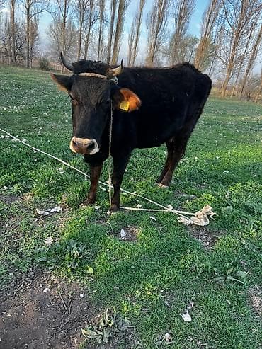 быки токмок: Продаю | Корова (самка), Тёлка | Швицкая | На откорм, Для разведения | Привязанные — 3