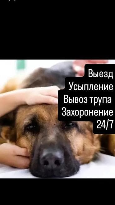 помощь животным: Услуги по гуманной эвтаназии и посмертному сопровождению животных — 1