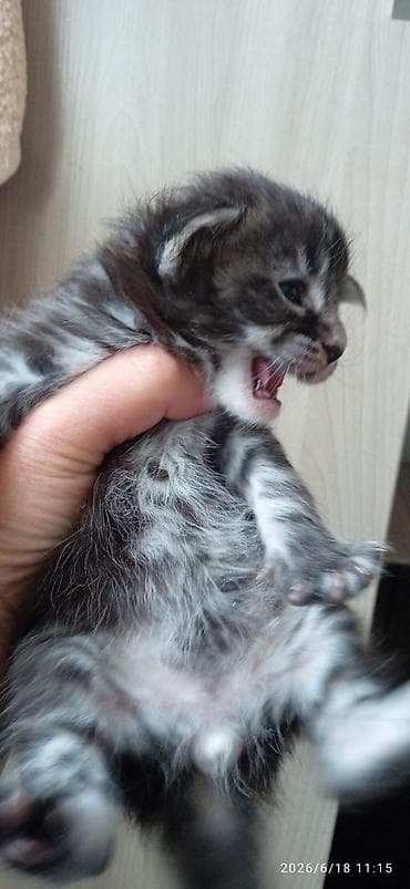 браны: Мейн-кун, 1 месяц, Мальчик — 9