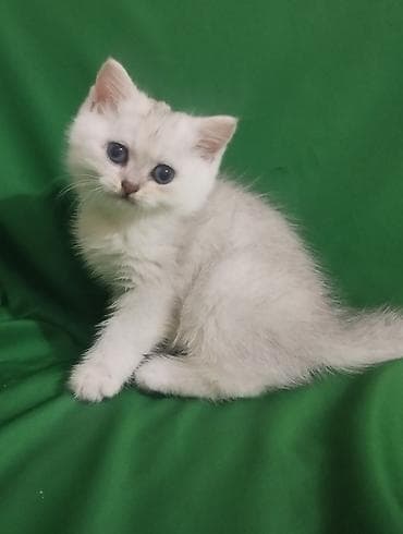 мини такса: Шотландский короткошёрстный котёнококрас серебристая — 3