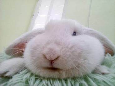 Үй жаныбарлары: Отдам даром Домашний кролик-баран с висячими ушами (белый окрас) - — 1