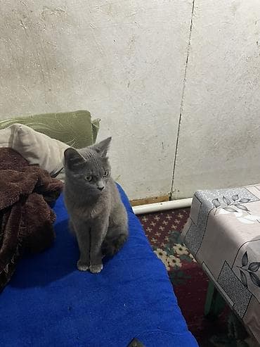 новорождённые котята: Девочка — 2