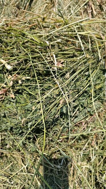 ак коён: Сено/люцерна в тюках. - Корм для КРС, коз, овец, лошадей, кроликов и — 1