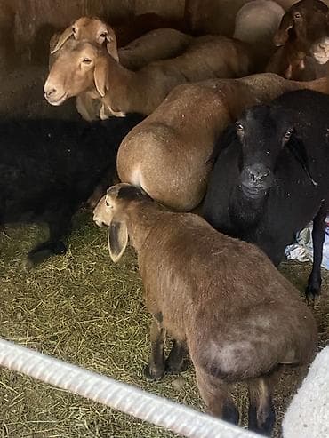 Продаю | Овца (самка) | Для разведения | Племенные