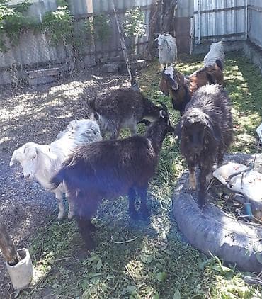 ареометр для молока: Продаю | Коза (самка) | Нубийская | На забой, Для разведения, Для молока — 2