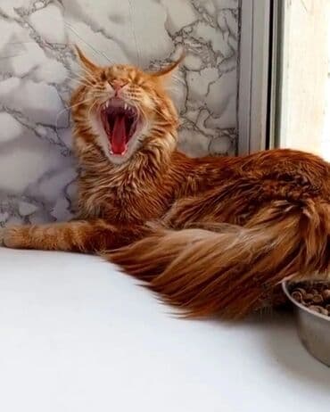 продаю домашние куры: Мейн-кун, 8 месяцев, Мальчик, Красный — 3