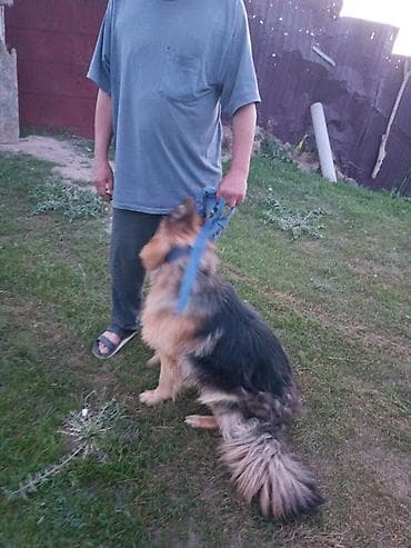 кангал собаки: Немецкая овчарка, длинношёрстная (классический чёрно-рыжий окрас) — 1