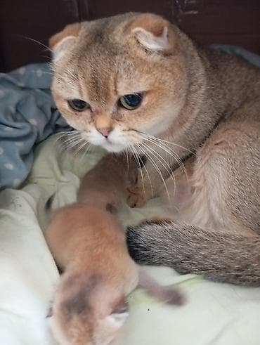 веслоухая кошка: Шотландские вислоухие котята (Scottish Fold) - Окрас: золотой (теплый — 1