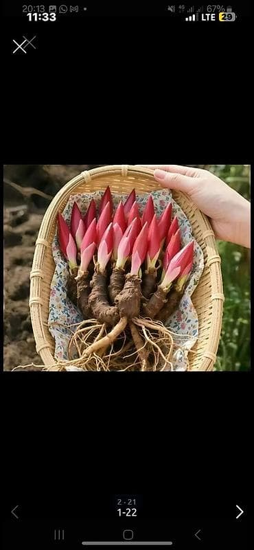 раки рак: Спаржа. Саженцы спаржи. Спаржа корневища. Спаржа корни. Информация — 8