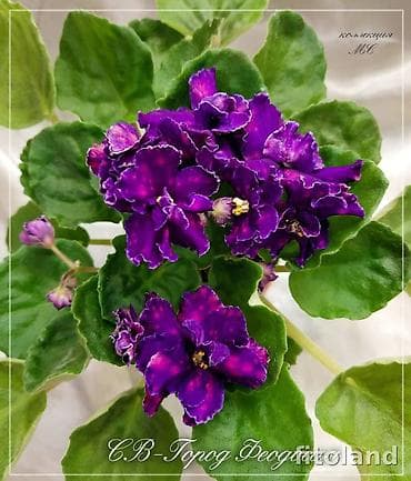 мыльные цветы оптом: В продаже трейлерные (ампельные и кустовые)фиалки🌺🥀🌺: детки — 10