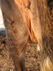 сколько длится беременность коровы: Продаю | Корова (самка) | Алатауская | Для разведения, Для молока | Стельные — 2