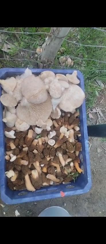 мешки оптом бишкек: Смарчок свежий 350 сом кг Жалалабад — 2