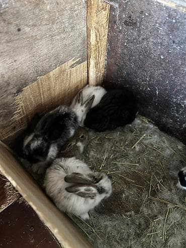 перья: Кролики декоративные, молодняк - Породы/окрасы: пёстрые и однотонные — 2