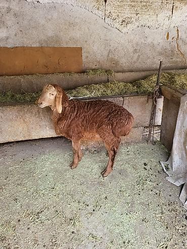 Продаю | Овца (самка) | Арашан | На забой at lalafo.kg Продаю | Овца (самка) | Арашан | На забой