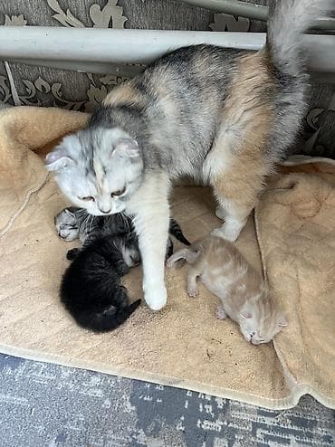 скотиш: Шотландские котята (скоттиш-фолд) от породистой кошки- мамы. На фото — — 3