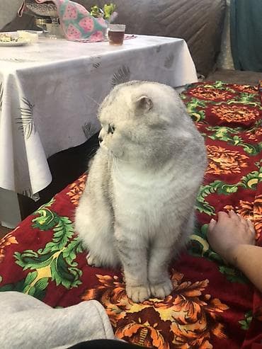 котята сиамские: Шотландская вислоухая кошка (Scottish Fold) - Окрас: серебристый — 3