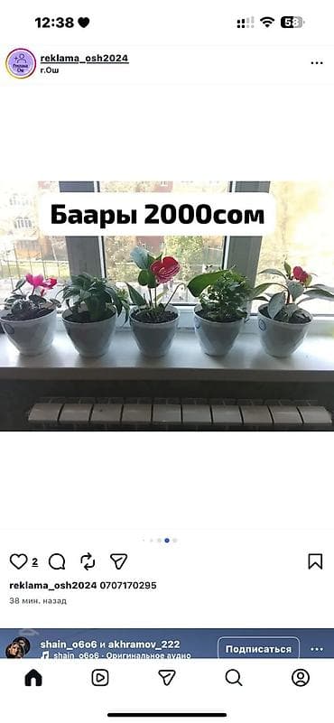 хищные растения: Комнатные цветы в керамических горшках - Набор из 5 цветущих — 2