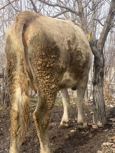 тай самка: Продаю | Корова (самка), Бык (самец), Тёлка | Полукровка, Алатауская, Швицкая | Для молока | Осеменитель, Стельные, Искусственник — 3