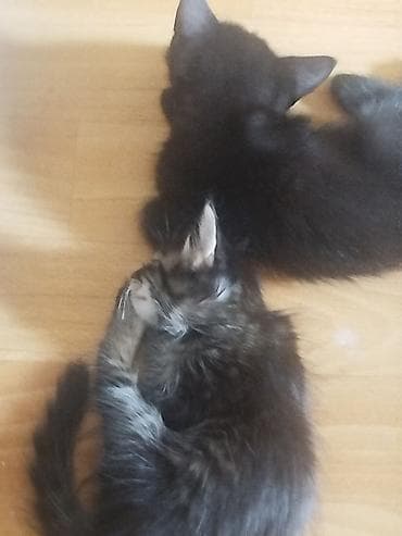 Котята домашние, от кошки с гладкой чёрной шерстью. Окрас помёта
