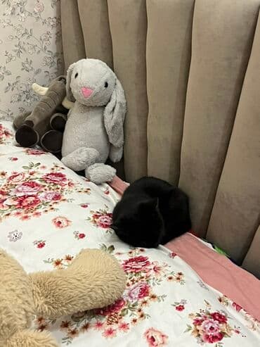 каракол животных: Кошка даром: Беспородная, Девочка, Приучена к лотку — 4