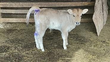 Услуги ветеринара: Продаю | Музоо, торпок | На откорм — 5