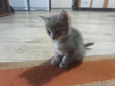 домашние котята: Беспородная, 1 месяц, Девочка, Приучена к лотку — 3