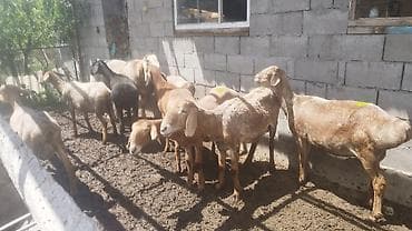 овчарку купить: Продаю | Овца (самка) | Арашан | Для разведения — 1