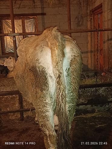 Аквариумы: Продаю | Тёлка | Швицкая | На откорм, На забой, Для разведения | Племенные, Привязанные — 2